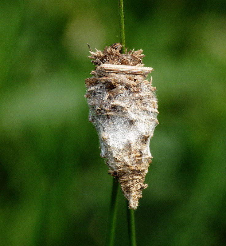 Id. bruco - Psychidae - Phalacropterix graslinella